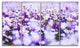 Daisy Field Photography Panorama, Floral Canvas Print, 48"x28", 4 Panels