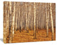 Dense Birch Forest in the Fall, Forest Canvas Art Print, 40"x30"