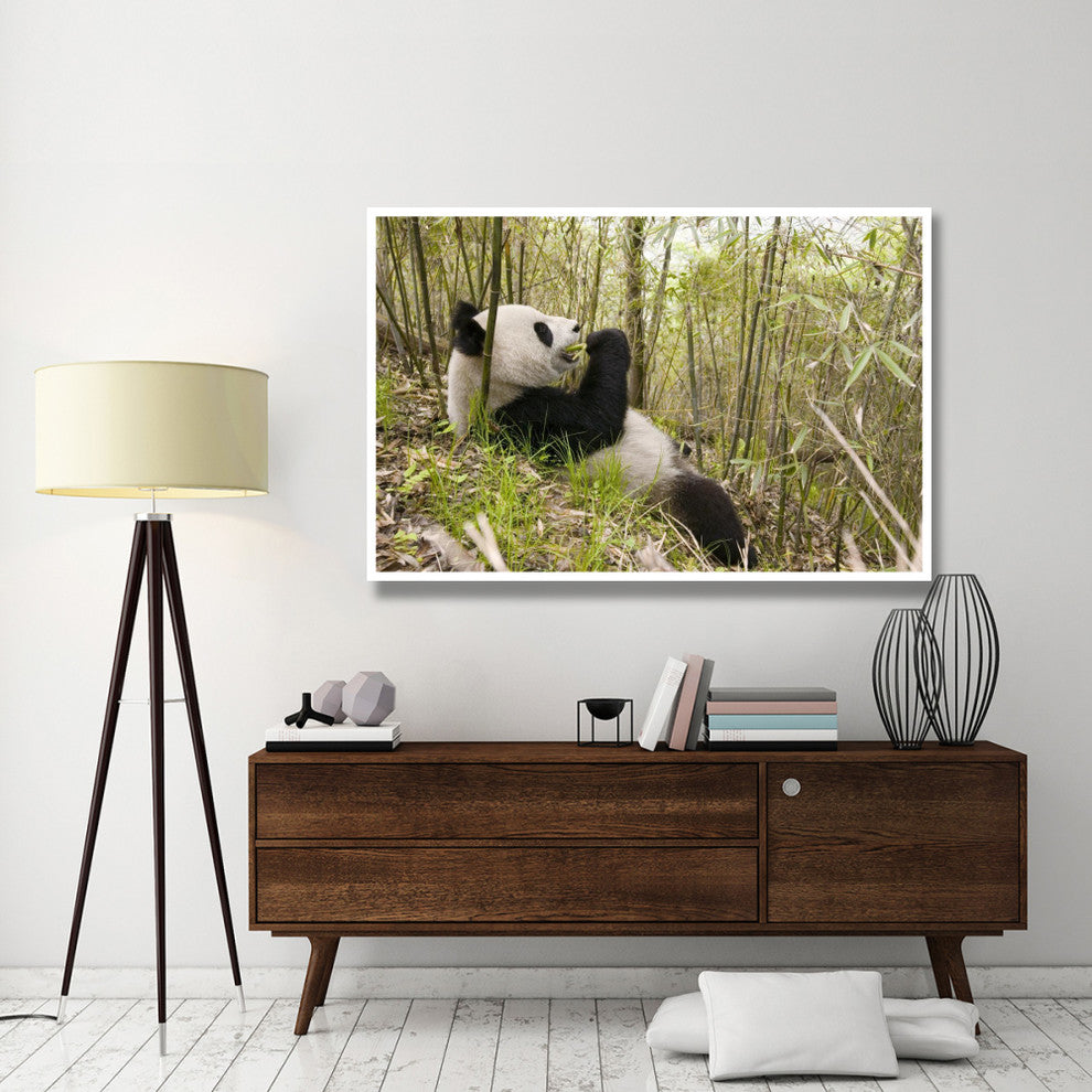 "Xiang Xiang eating bamboo, Wolong Nature Reserve, China" Paper Art, 62"x42"