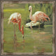 "Flamingo II" Wall Art, 20"x20"