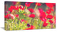 Red Poppies on Green Background, Large Flower Canvas Art Print, 32"x16"