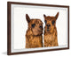 "Brown Llama Pair" Framed Painting Print, 30"x20"