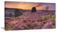 Blooming Heather at Dawn Panorama, Landscape Canvas Art Print, 32"x16"