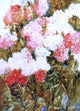 Annie G. Sykes Phlox, 18"x27" Wall Decal Print