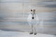 "White Horse Forward" Painting Print on Wrapped Canvas, 30"x20"