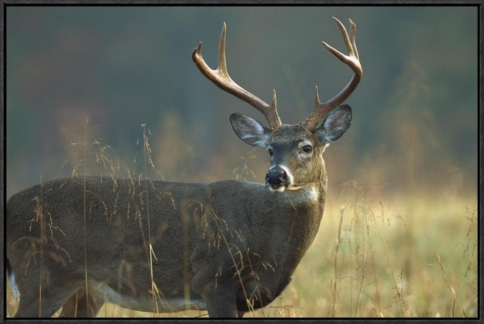 "White-tailed Deer portrait, North America"  by Tim Fitzharris, 31x21"