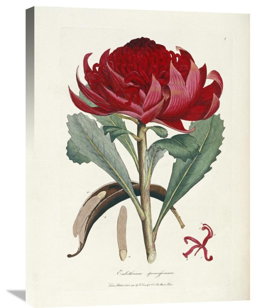 "A Specimen of The Botany of New Holland" Artwork, 22" x 30"