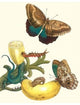 Banana Plant with Teucer Giant Owl Butterfly and a Rainbow Whiptail Lizard