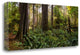 "Cathedral Forest" By Vladimir Kostka, Giclee Print on Gallery Wrap Canvas
