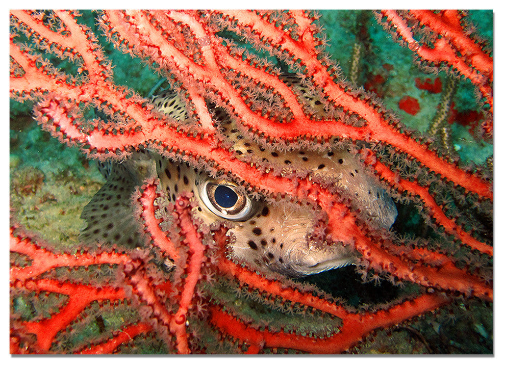 Ready2hangart Christopher Doherty Photography 'Underwater' Canvas Wall Art