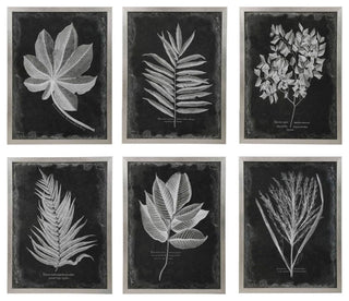 Uttermost Foliage Plastic Glass and Wood Framed Prints in Multi-Color (Set of 6)