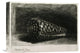 "The Shell (Conus Marmoreus)" Canvas Giclee by Rembrandt Van Rijn, 16"x12"