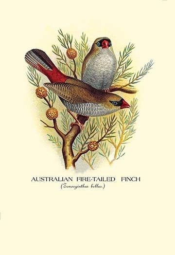 Australian Fire - Tailed Finch - Canvas Poster 20" x 30"