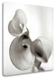 "Florison - 59" By Alan Blaustein, Giclee Print on Gallery Wrap Canvas