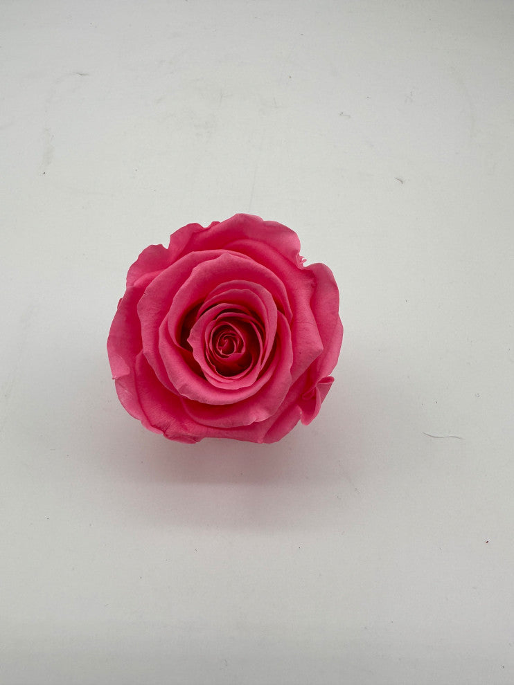 Regular Preserved Roses, Set of 8, Baby Pink