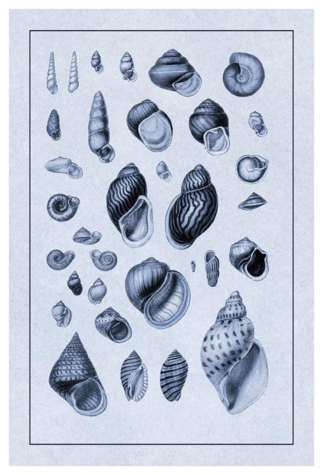 "Shells: Sessile Cirripedes #2 (Blue)" Paper Print by G.B. Sowerby, 22"x32"