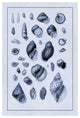 "Shells: Sessile Cirripedes #2 (Blue)" Paper Print by G.B. Sowerby, 22"x32"