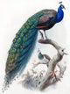 Bird Peacock Tile Mural Kitchen Bathroom Backsplash, 6"x8", Glossy