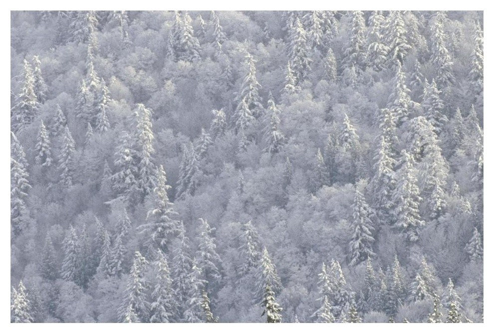 "Winter forest, British Columbia" Digital Paper Print by Tim Fitzharris, 20"x14"