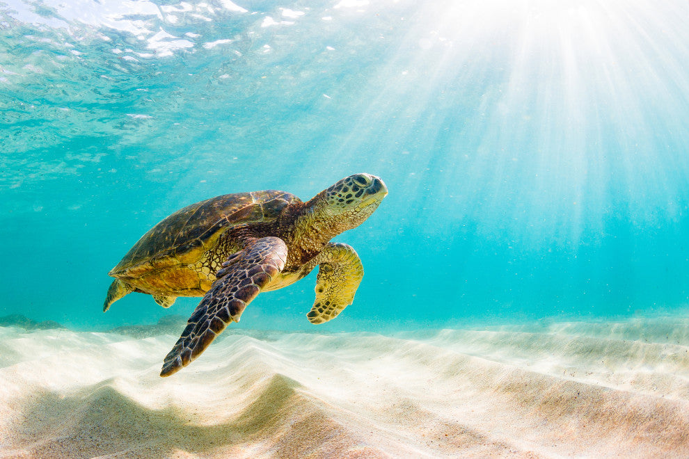 Hawaiian Green Sea Turtle Sea Animal Wildlife Photograph Canvas Wall Art Print, 12" X 16"