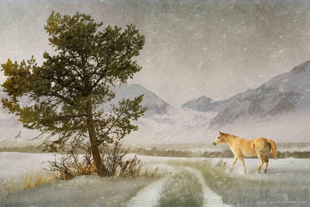 "Lonely Horse" Painting Print on Canvas by Chris Vest