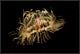 Flower Hat Jelly, Native To Brazil, Argentina and Japan, 24"x16"