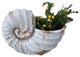 9" Distressed Cream and Terra Cotta Conch Shell Planter