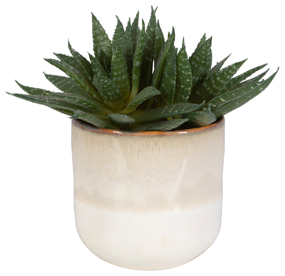 Doha Succulent Accent