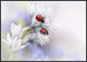 "Ladybirds" Framed Canvas Giclee by Ellen Van Deelen, 37x26"