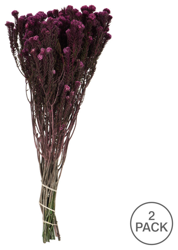 Vickerman Cotton Phylica Flower Bundle, Preserved 8oz, Purple Orchid