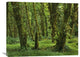 "Hoh Rainforest, Olympic National Park, Washington" Artwork, 32" x 24"
