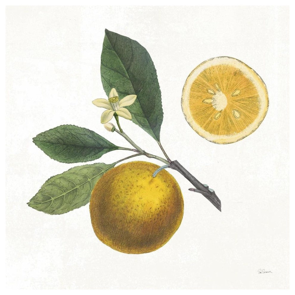 "Classic Citrus II" Digital Paper Print by Sue Schlabach, 38"x38"