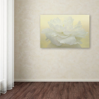 Cora Niele 'Pure White Peony' Canvas Art