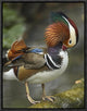 Mandarin Duck Male Preening, Jurong Bird Park, Singapore, 12"x16"