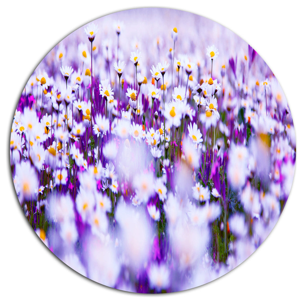 Daisy Field Photography Panorama, Floral Disc Metal Wall Art, 23"