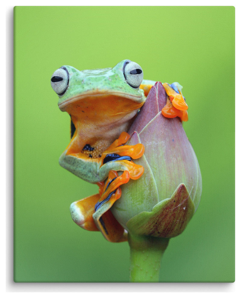 Tiny Green Tree Frog on Lotus Bloom Wildlife Floral Photo Canvas Wall Art Prints, 16" X 20"