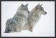 Timber Wolf Portrait Of Pair Sitting In Snow, North America, 18"x12"