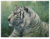 Jeff Tift 'White Tiger' Canvas Art, 47"x35"