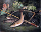 Hal Courtney Morrison Trout, 20"x25" Gallery Wrapped Canvas Print