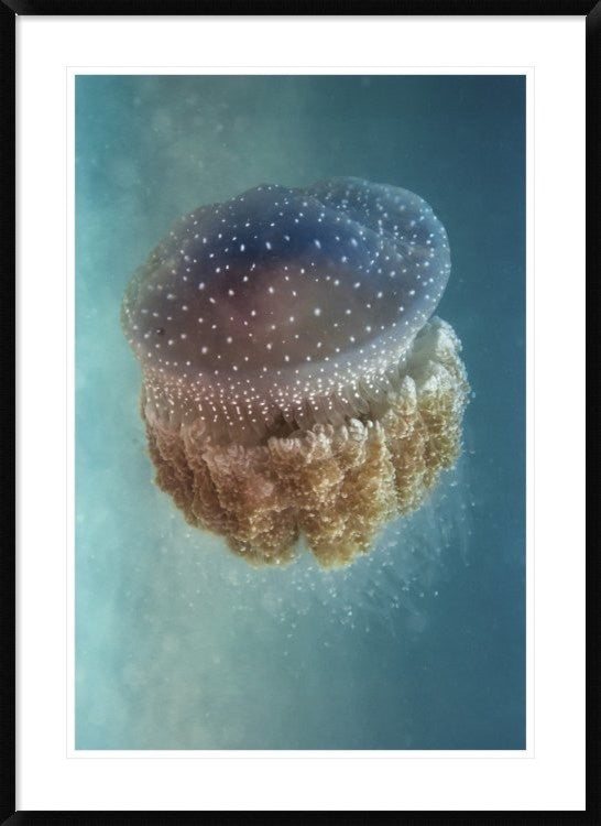 "Jellyfish Phylorhiza Punctata" Framed Digital Print by Yaron Halevy, 32x44"