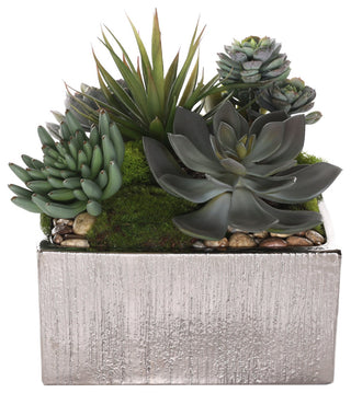 Best single image representing the succulent arrangement on a clean white background; full product in front view.