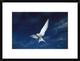 "Arctic Tern flying,  Alaska" Framed Digital Print by Michael Quinton, 26"x20"