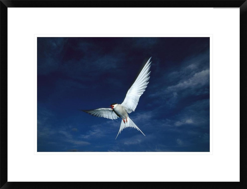 "Arctic Tern flying,  Alaska" Framed Digital Print by Michael Quinton, 26"x20"