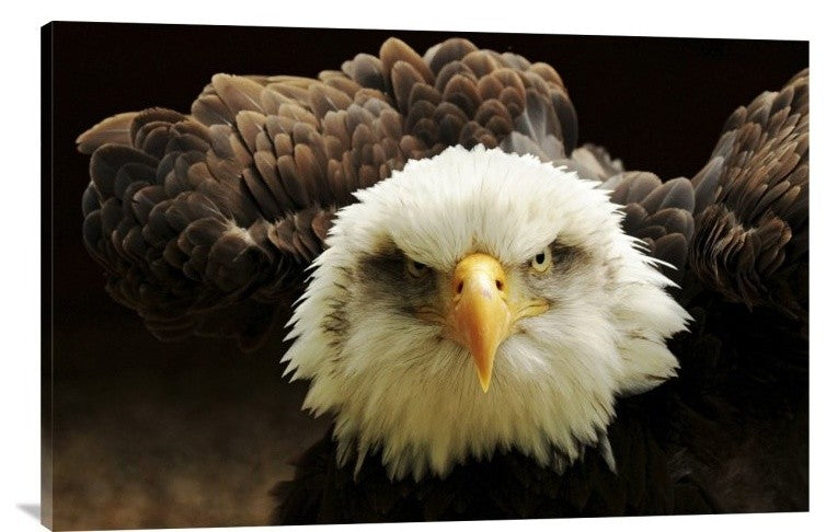 "The Judge" Stretched Canvas Giclee by Tim Kirwan, 36x24"