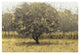 "Golden Trees I Taupe" Digital Paper Print by James Wiens, 26"x18"