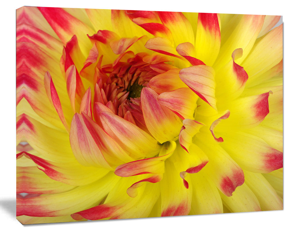 Smooth Yellow Red Flower Petals, Floral Canvas Art Print, 40"x30"