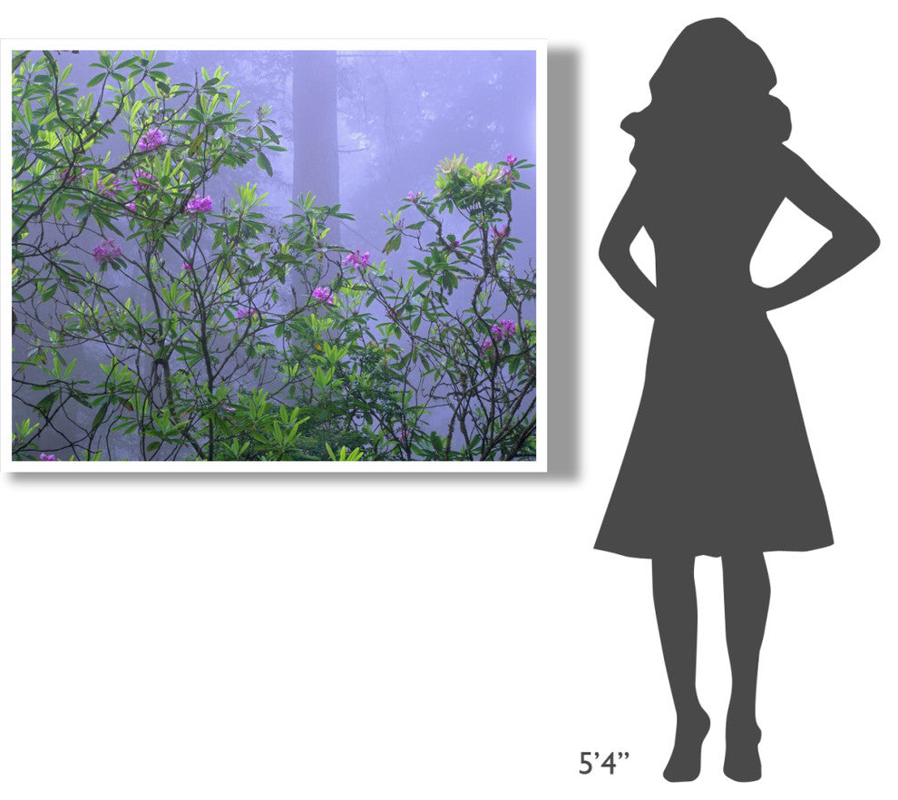 "Pacific Rhododendrons in redwood forest, Del Norte Coast" Paper Art, 50"x38"