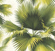 Endless Summer Green Palm Wallpaper, Bolt