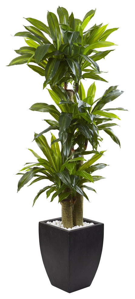 5.5' Corn Stalk Dracaena with Black Wash Planter
