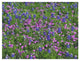 "Sand Bluebonnet and Pointed Phlox" Paper Print by Tim Fitzharris, 26"x20"